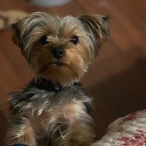 Meet your Posher, Emma